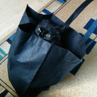 picture-cat