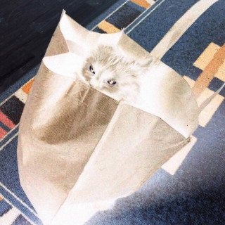 picture-negated-cat